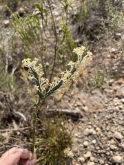 Struthiola ciliata