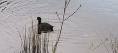 Fulica atra australis