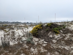 Ericameria ericoides