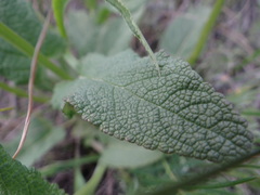Salvia dumetorum