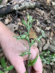 Habenaria crassicornis