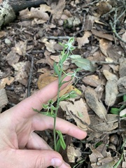 Habenaria crassicornis