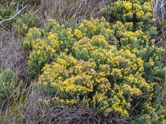 Ericameria ericoides