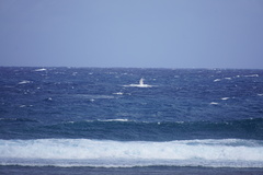 Megaptera novaeangliae