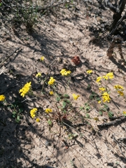 Gymnodiscus capillaris