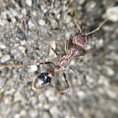 Myrmecia regularis