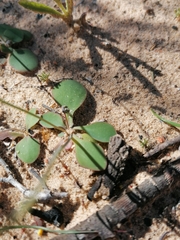 Gymnodiscus capillaris