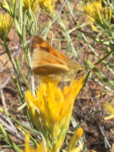 iNaturalist observation photo of Woodland Skipper