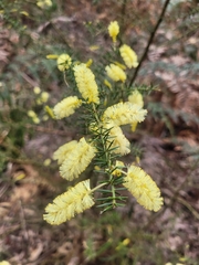 Acacia verticillata verticillata