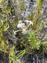 Gnidia pinifolia