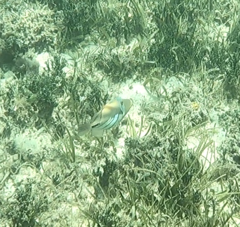 Rhinecanthus aculeatus