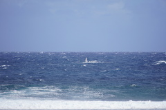 Megaptera novaeangliae