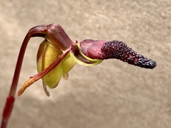 Caleana nigrita