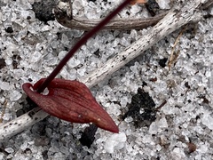 Caleana nigrita