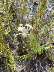 Gnidia pinifolia