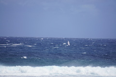 Megaptera novaeangliae