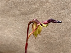 Caleana nigrita