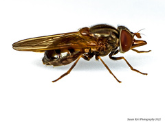 Rhingia nasica