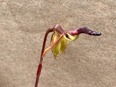 Caleana nigrita