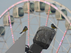 Tyrannus melancholicus