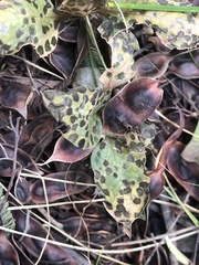 Diplocarpon