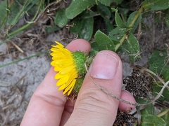 Grindelia stricta