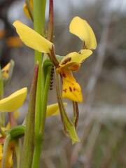 Diuris