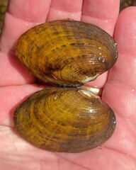Cambarunio taeniatus