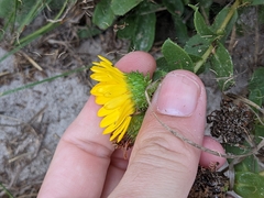 Grindelia stricta