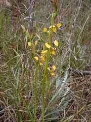 Diuris