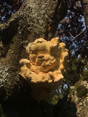 Laetiporus conifericola