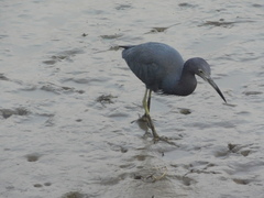 Egretta caerulea