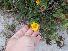 Grindelia stricta