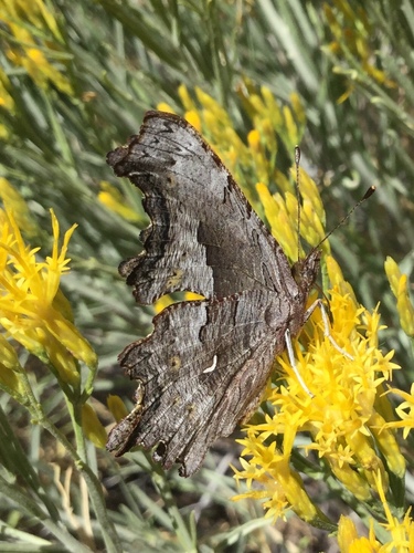 iNaturalist observation photo of Hoary Comma