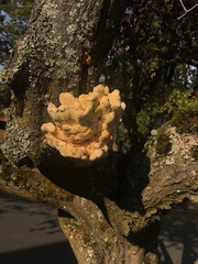 Laetiporus conifericola