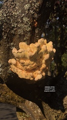 Laetiporus conifericola