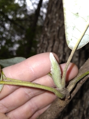 Magnolia macrophylla