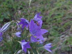Campanula stevenii