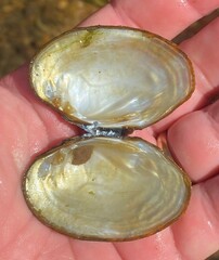 Cambarunio taeniatus