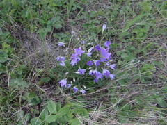 Campanula stevenii