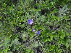 Campanula stevenii