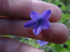 Campanula stevenii