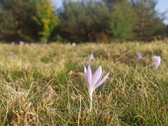 Crocus serotinus