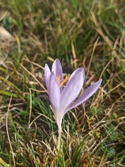 Crocus serotinus