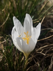 Crocus serotinus
