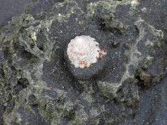 Trochoidea
