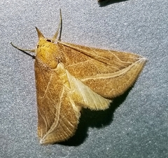 Phyprosopus callitrichoides