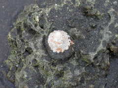 Trochoidea