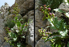 Scrophularia heterophylla