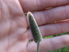 Plantago maxima